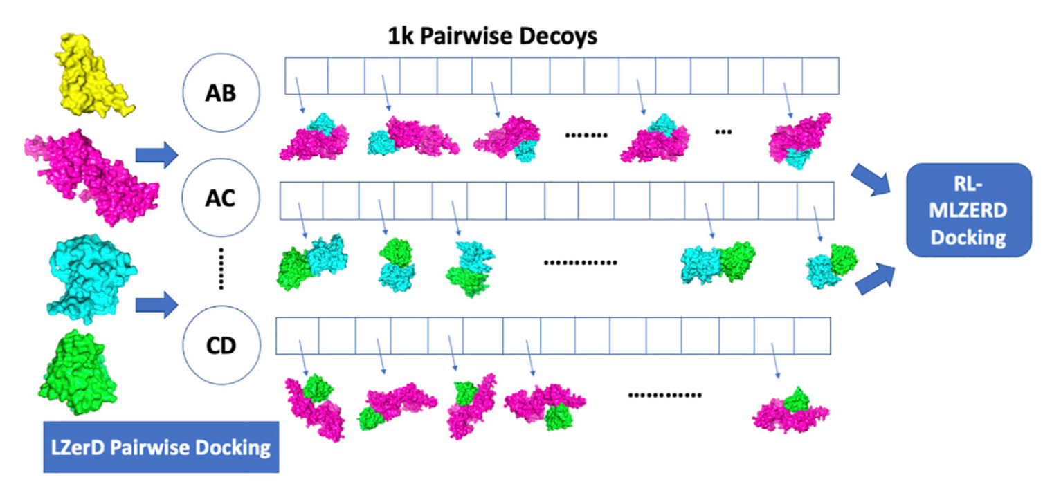 Reinforcement Learning in Protein Complex Assembly